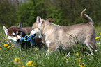 2 Alaskan Malamute Welpen