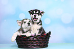 2 Alaskan Malamute Welpen