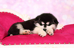 schlafender Alaskan Malamute Welpe