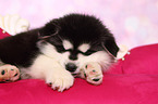 schlafender Alaskan Malamute Welpe