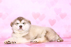 liegender Malamute Welpe