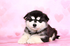 liegender Malamute Welpe