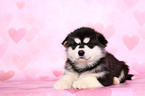 liegender Malamute Welpe