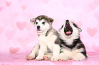 Alaskan Malamute Welpen