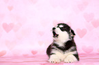 liegender Malamute Welpe