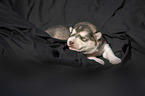 liegender Alaskan Malamute Welpe