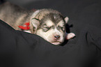 liegender Alaskan Malamute Welpe