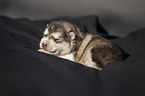 liegender Alaskan Malamute Welpe