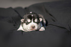 liegender Alaskan Malamute Welpe