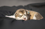 liegender Alaskan Malamute Welpe