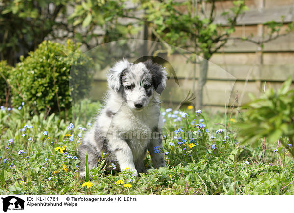 Alpenhtehund Welpe / KL-10761