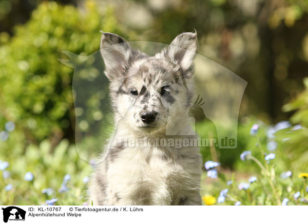 Alpenhtehund Welpe / KL-10767