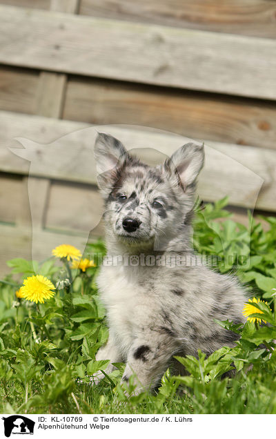 Alpenh�tehund Welpe / KL-10769