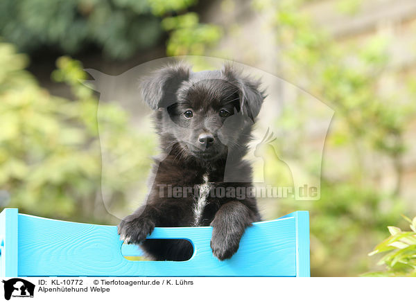Alpenhtehund Welpe / KL-10772