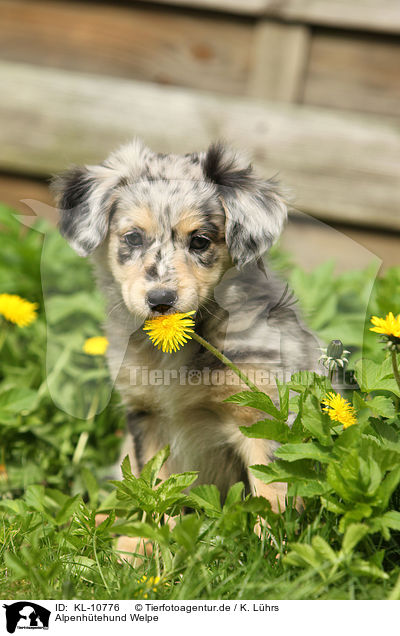 Alpenhtehund Welpe / Alpine Shepherd Puppy / KL-10776