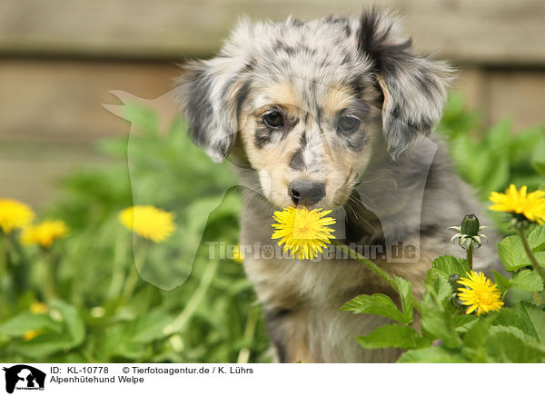 Alpenhtehund Welpe / KL-10778