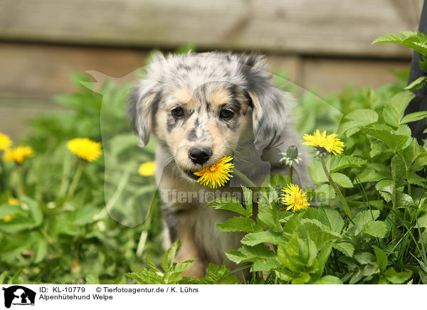 Alpenhtehund Welpe / KL-10779