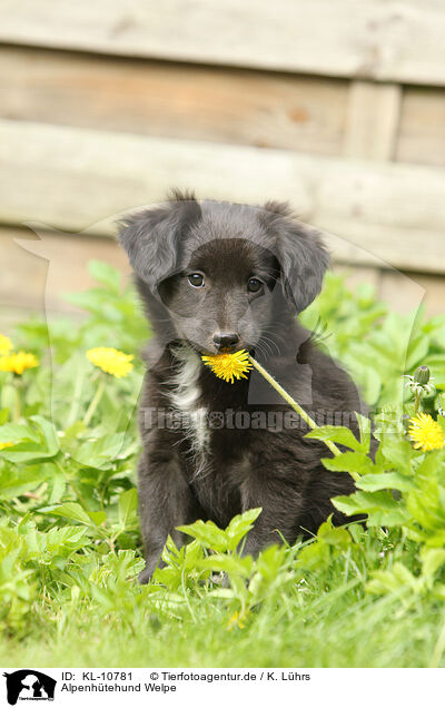 Alpenh�tehund Welpe / KL-10781
