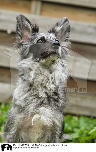 Alpenhtehund Portrait / KL-10785