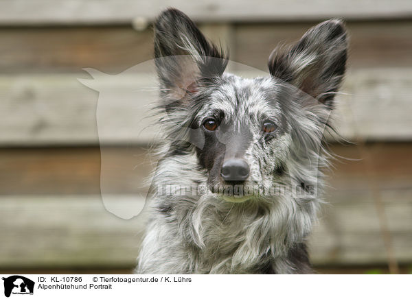 Alpenhtehund Portrait / KL-10786