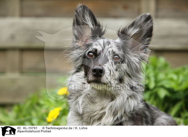 Alpenhtehund Portrait / KL-10791
