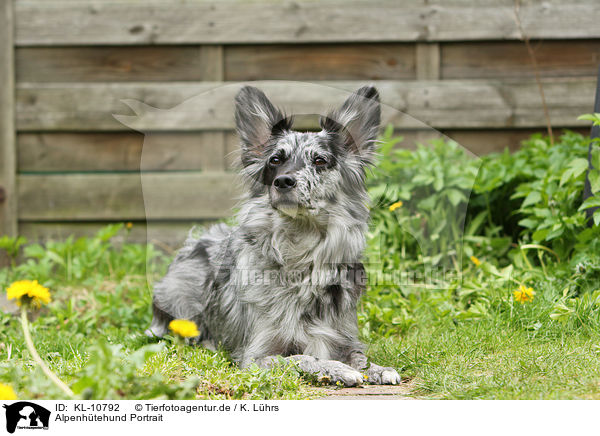 Alpenhtehund Portrait / KL-10792