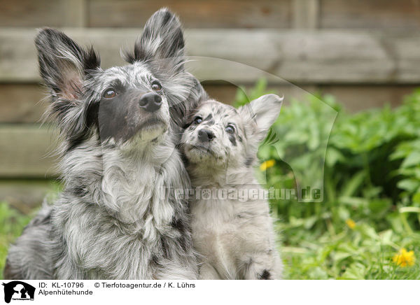 Alpenhtehunde / KL-10796