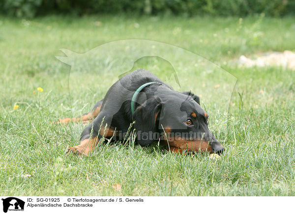 Alpenlndische Dachsbracke / Alpine Dachsbracke / SG-01925