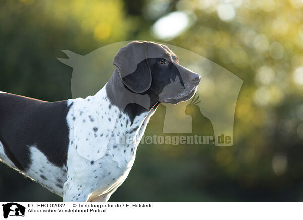 Altdnischer Vorstehhund Portrait / EHO-02032