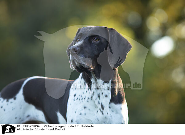 Altdnischer Vorstehhund Portrait / EHO-02034