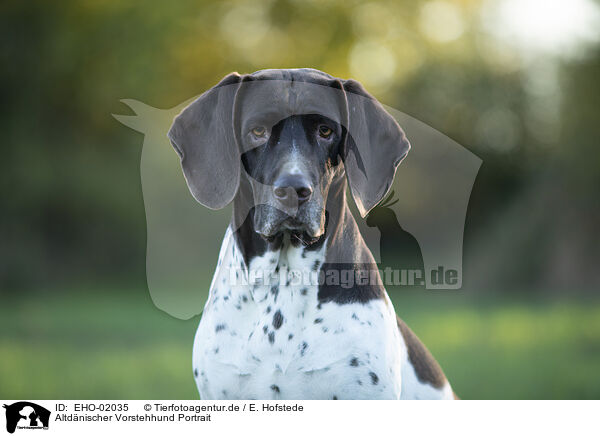 Altdnischer Vorstehhund Portrait / EHO-02035