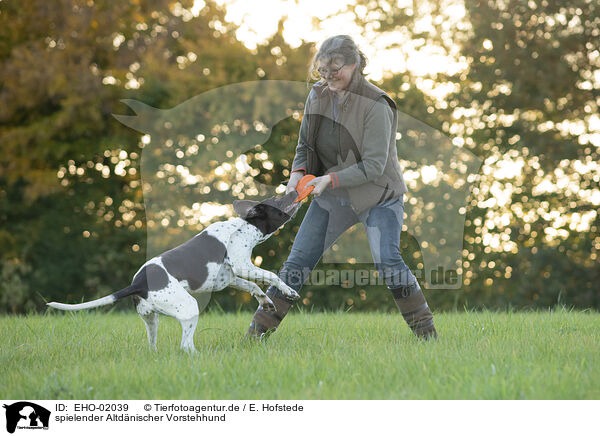 spielender Altdnischer Vorstehhund / playing Old Danish Pointer / EHO-02039