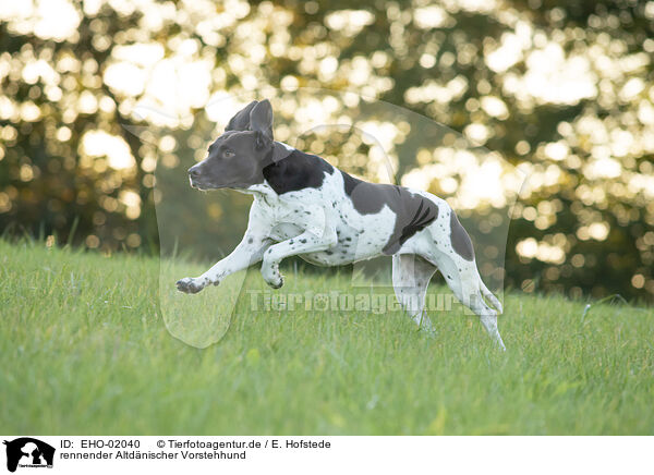 rennender Altdnischer Vorstehhund / EHO-02040