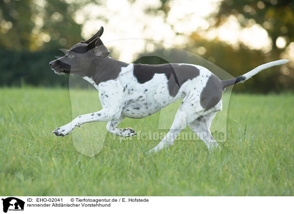 rennender Altdnischer Vorstehhund / EHO-02041