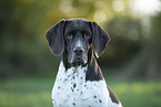 Altdänischer Vorstehhund Portrait