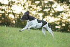 rennender Altdänischer Vorstehhund