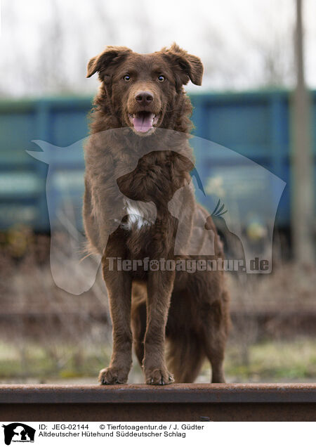 Altdeutscher Htehund Sddeutscher Schlag / Old German Herding Shepherd southern kind / JEG-02144