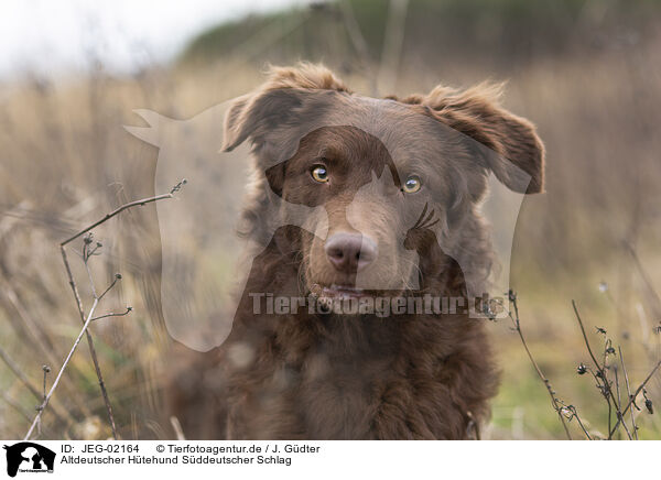 Altdeutscher Htehund Sddeutscher Schlag / Old German Herding Shepherd southern kind / JEG-02164