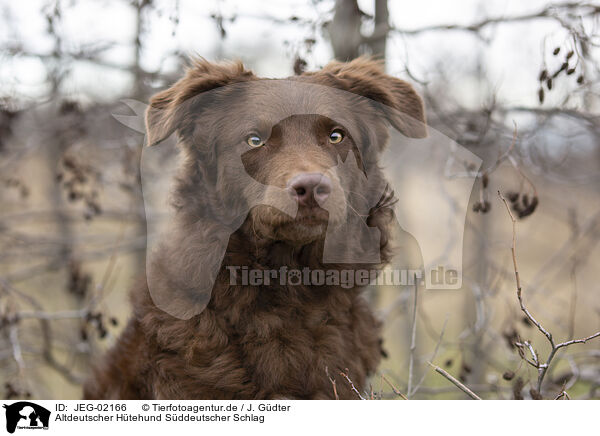 Altdeutscher Htehund Sddeutscher Schlag / JEG-02166