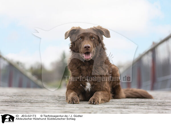 Altdeutscher Htehund Sddeutscher Schlag / JEG-02173
