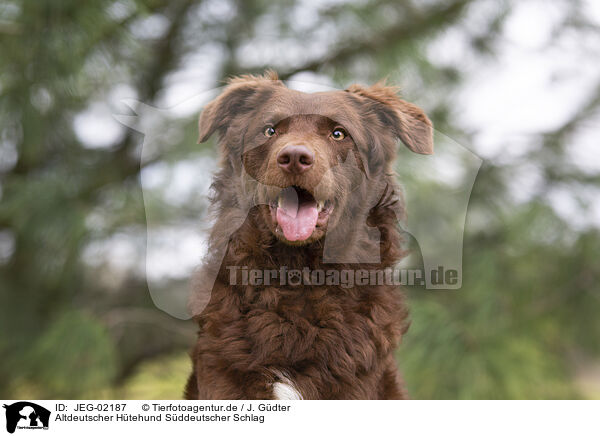 Altdeutscher Htehund Sddeutscher Schlag / Old German Herding Shepherd southern kind / JEG-02187