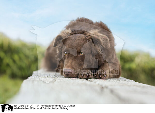 Altdeutscher Htehund Sddeutscher Schlag / Old German Herding Shepherd southern kind / JEG-02194