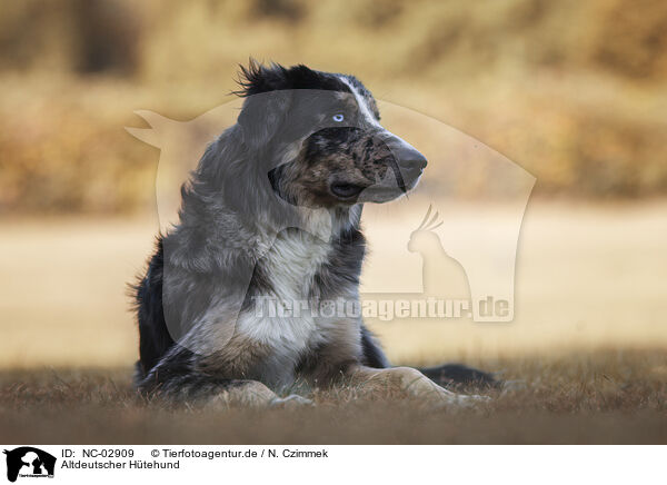 Altdeutscher Htehund / NC-02909