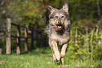 Altdeutscher Htehund