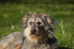 Altdeutscher Htehund