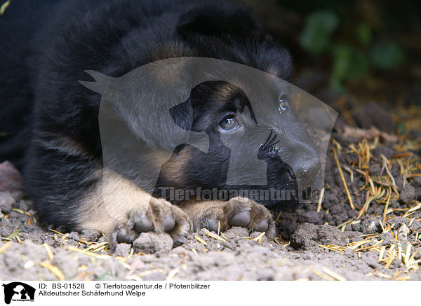 Altdeutscher Sch�ferhund Welpe / old german sheepdog puppy / BS-01528