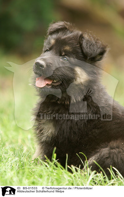 Altdeutscher Schferhund Welpe / BS-01533