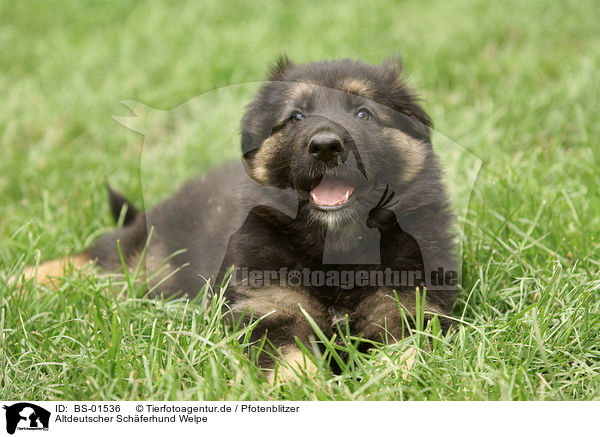 Altdeutscher Schferhund Welpe / old german sheepdog puppy / BS-01536