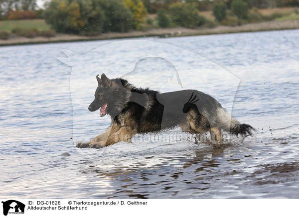 Altdeutscher Schferhund / Old German Shepherd Dog / DG-01628