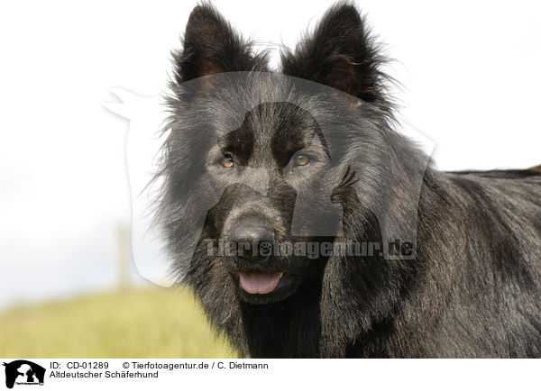 Altdeutscher Schferhund / Old German Shepherd / CD-01289